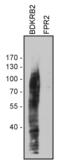 Bradykinin Receptor B2 antibody, 720363, Invitrogen Antibodies, Western Blot image 