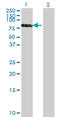 Retinoid X Receptor Beta antibody, LS-C198137, Lifespan Biosciences, Western Blot image 