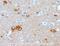 NUMB Endocytic Adaptor Protein antibody, ab14140, Abcam, Immunohistochemistry paraffin image 