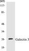 Galectin 3 antibody, EKC1233, Boster Biological Technology, Western Blot image 