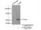 Fatty Acid Desaturase 3 antibody, 15205-1-AP, Proteintech Group, Immunoprecipitation image 