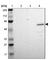Neutrophil Cytosolic Factor 2 antibody, HPA006040, Atlas Antibodies, Western Blot image 