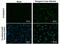 Dengue virus antibody, GTX629477, GeneTex, Immunofluorescence image 