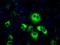 Thromboxane-A synthase antibody, GTX83523, GeneTex, Immunofluorescence image 