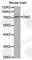 Dystrophin antibody, A1411, ABclonal Technology, Western Blot image 