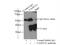 Family With Sequence Similarity 92 Member A antibody, 24803-1-AP, Proteintech Group, Immunoprecipitation image 