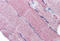 Proprotein Convertase Subtilisin/Kexin Type 6 antibody, MBS421630, MyBioSource, Immunohistochemistry frozen image 