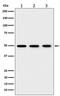 Eukaryotic Translation Elongation Factor 1 Gamma antibody, M10881, Boster Biological Technology, Western Blot image 