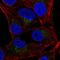 SLAM Family Member 7 antibody, HPA061654, Atlas Antibodies, Immunofluorescence image 