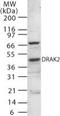 Serine/Threonine Kinase 17b antibody, PA1-41308, Invitrogen Antibodies, Western Blot image 