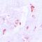 Cytochrome P450 Family 1 Subfamily B Member 1 antibody, orb213815, Biorbyt, Immunohistochemistry paraffin image 