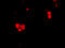 Cell Death Inducing DFFA Like Effector B antibody, 2319, ProSci, Immunofluorescence image 