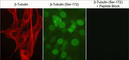 Tubulin Beta 1 Class VI antibody, TP1721, ECM Biosciences, Immunocytochemistry image 