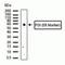 Protein Disulfide Isomerase Family A Member 2 antibody, 700782, Invitrogen Antibodies, Western Blot image 