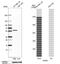 Tryptophanyl-TRNA Synthetase antibody, HPA005573, Atlas Antibodies, Western Blot image 