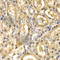 Alcohol Dehydrogenase 4 (Class II), Pi Polypeptide antibody, A5454, ABclonal Technology, Immunohistochemistry paraffin image 