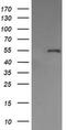 Protein Disulfide Isomerase Family A Member 3 antibody, MA5-26026, Invitrogen Antibodies, Western Blot image 