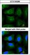 Golgin subfamily A member 3 antibody, GTX100288, GeneTex, Immunofluorescence image 