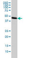 Core 1 Synthase, Glycoprotein-N-Acetylgalactosamine 3-Beta-Galactosyltransferase 1 antibody, LS-C105161, Lifespan Biosciences, Western Blot image 