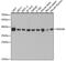 DnaJ Heat Shock Protein Family (Hsp40) Member B1 antibody, GTX54013, GeneTex, Western Blot image 