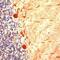 Tubulin Gamma 1 antibody, PA1-38817, Invitrogen Antibodies, Immunohistochemistry frozen image 