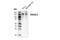 RAS Protein Activator Like 2 antibody, 82481S, Cell Signaling Technology, Western Blot image 