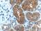 NFKB Inhibitor Alpha antibody, 18220-1-AP, Proteintech Group, Immunohistochemistry frozen image 