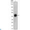 Forkhead Box A2 antibody, LS-C812474, Lifespan Biosciences, Western Blot image 