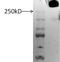 Proteoglycan 4 antibody, PA3-118, Invitrogen Antibodies, Western Blot image 