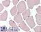 TFAP2B antibody, LS-B10848, Lifespan Biosciences, Immunohistochemistry paraffin image 