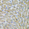 MBL2 antibody, STJ114331, St John