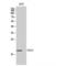 Tumor suppressor candidate 2 antibody, LS-C386544, Lifespan Biosciences, Western Blot image 