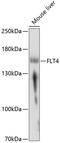 Fms Related Tyrosine Kinase 4 antibody, 19-753, ProSci, Western Blot image 