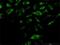 OXA1L Mitochondrial Inner Membrane Protein antibody, H00005018-B03P, Novus Biologicals, Immunofluorescence image 