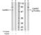 Calcium/Calmodulin Dependent Protein Kinase II Alpha antibody, NB100-81830, Novus Biologicals, Western Blot image 