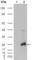 Crystallin Alpha B antibody, abx015733, Abbexa, Western Blot image 