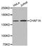 Chromatin Assembly Factor 1 Subunit A antibody, LS-C332007, Lifespan Biosciences, Western Blot image 