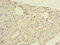 CWF19 Like Cell Cycle Control Factor 1 antibody, CSB-PA727965LA01HU, Cusabio, Immunohistochemistry frozen image 