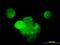 Mitogen-Activated Protein Kinase 13 antibody, orb94740, Biorbyt, Immunofluorescence image 