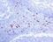 TPS1 antibody, ab134932, Abcam, Immunohistochemistry paraffin image 