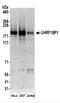 Ubiquitin Like With PHD And Ring Finger Domains 1 antibody, NBP2-37702, Novus Biologicals, Western Blot image 