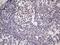 Nudix Hydrolase 21 antibody, MA5-26815, Invitrogen Antibodies, Immunohistochemistry frozen image 