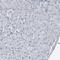 Diacylglycerol Kinase Zeta antibody, PA5-62385, Invitrogen Antibodies, Immunohistochemistry frozen image 