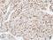 Dual Specificity Phosphatase 10 antibody, GTX115564, GeneTex, Immunohistochemistry paraffin image 