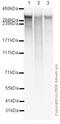 Fibronectin 1 antibody, ab2413, Abcam, Western Blot image 