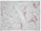 CD163 antibody, BM4041, Novus Biologicals, Western Blot image 