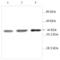 Hes Family BHLH Transcription Factor 1 antibody, orb73919, Biorbyt, Western Blot image 