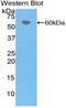 Coagulation Factor VII antibody, LS-C293395, Lifespan Biosciences, Western Blot image 