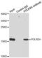 RNA Polymerase II Subunit H antibody, LS-C346152, Lifespan Biosciences, Immunoprecipitation image 