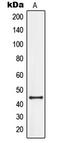 G Protein-Coupled Receptor 34 antibody, LS-C352273, Lifespan Biosciences, Western Blot image 